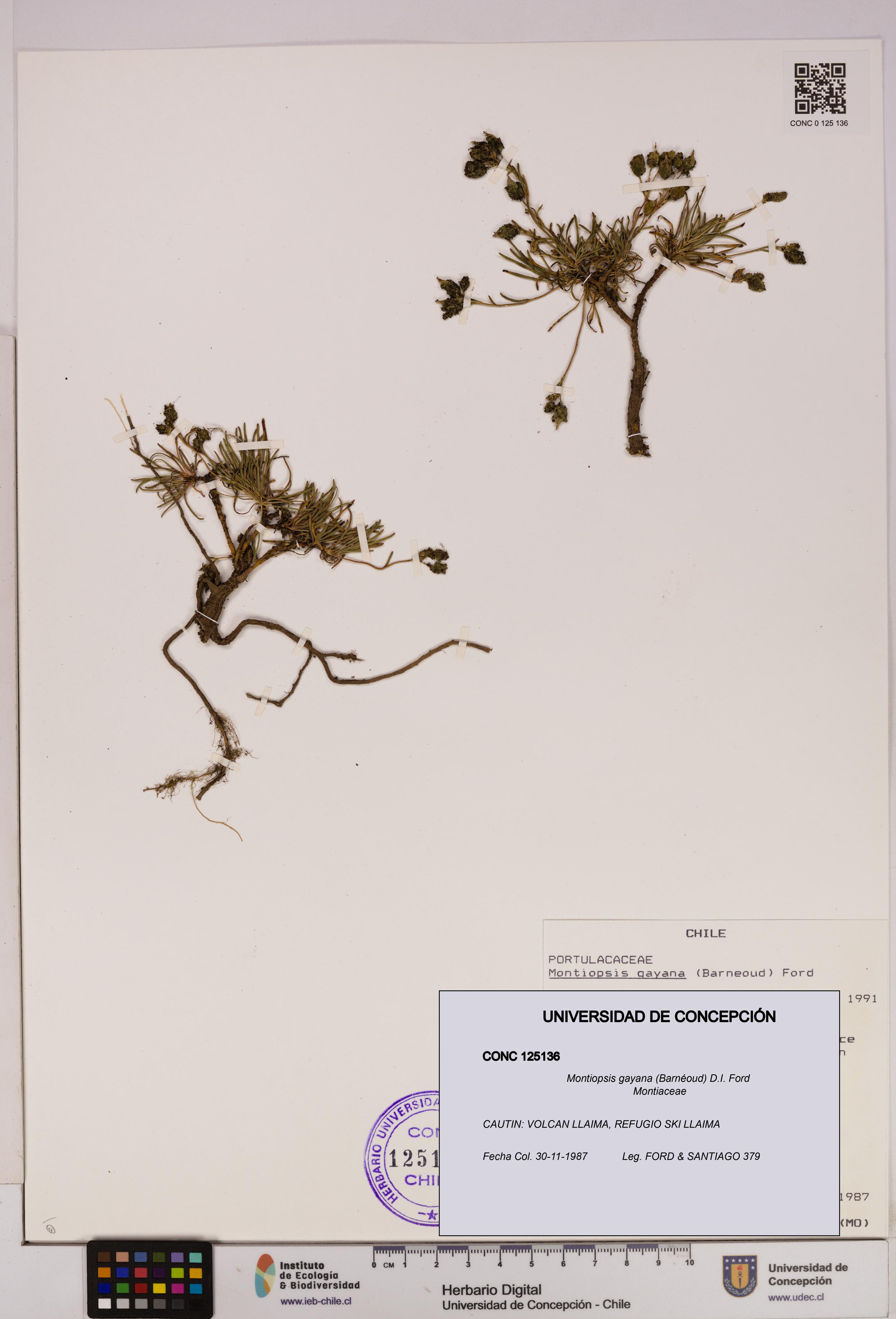 Montiopsis gayana [Espécimen: UDEC:CONC:0125136]