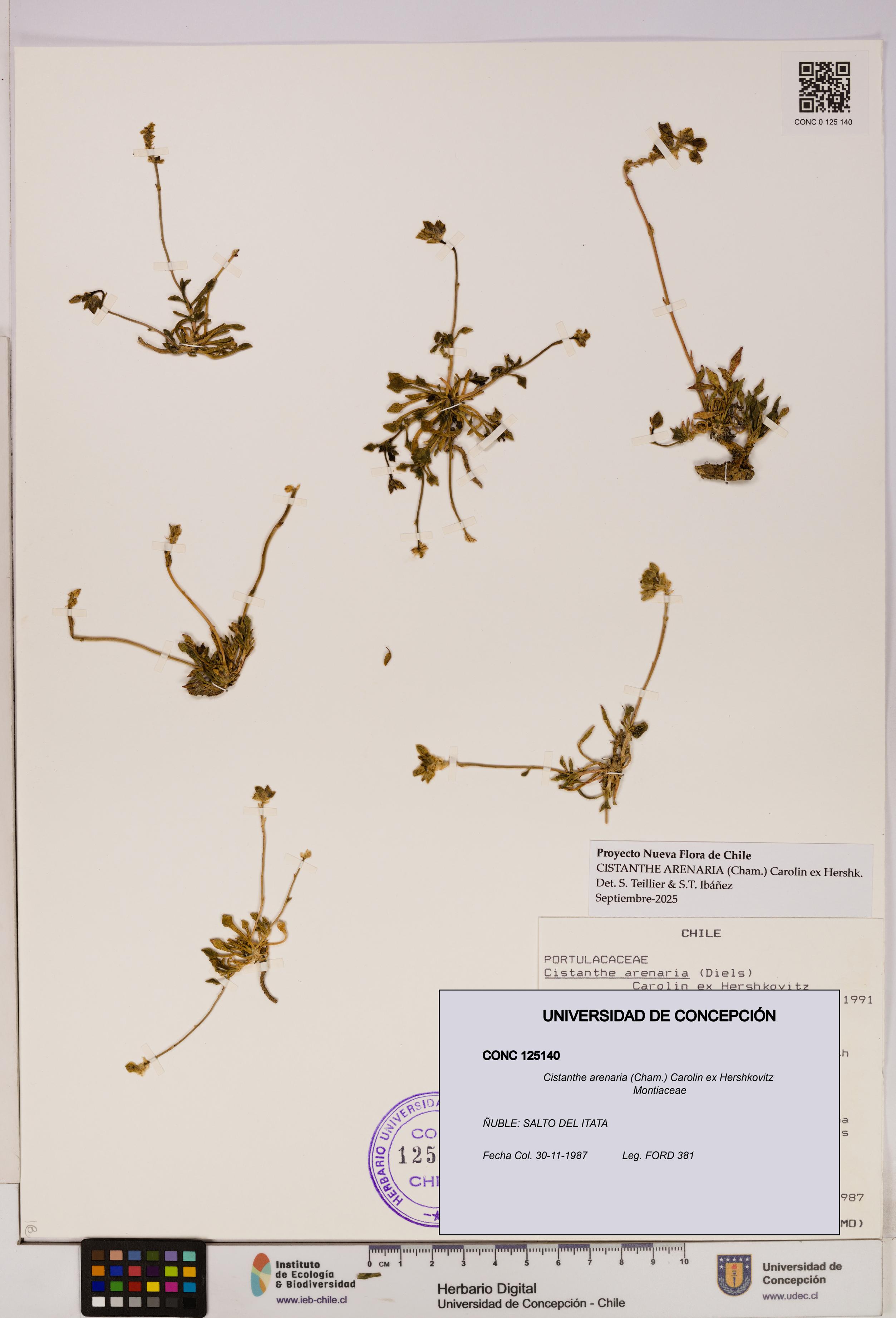 Cistanthe arenaria [Espécimen: UDEC:CONC:0125140]