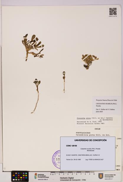 Cistanthe humilis [Espécimen: UDEC:CONC:0125153]