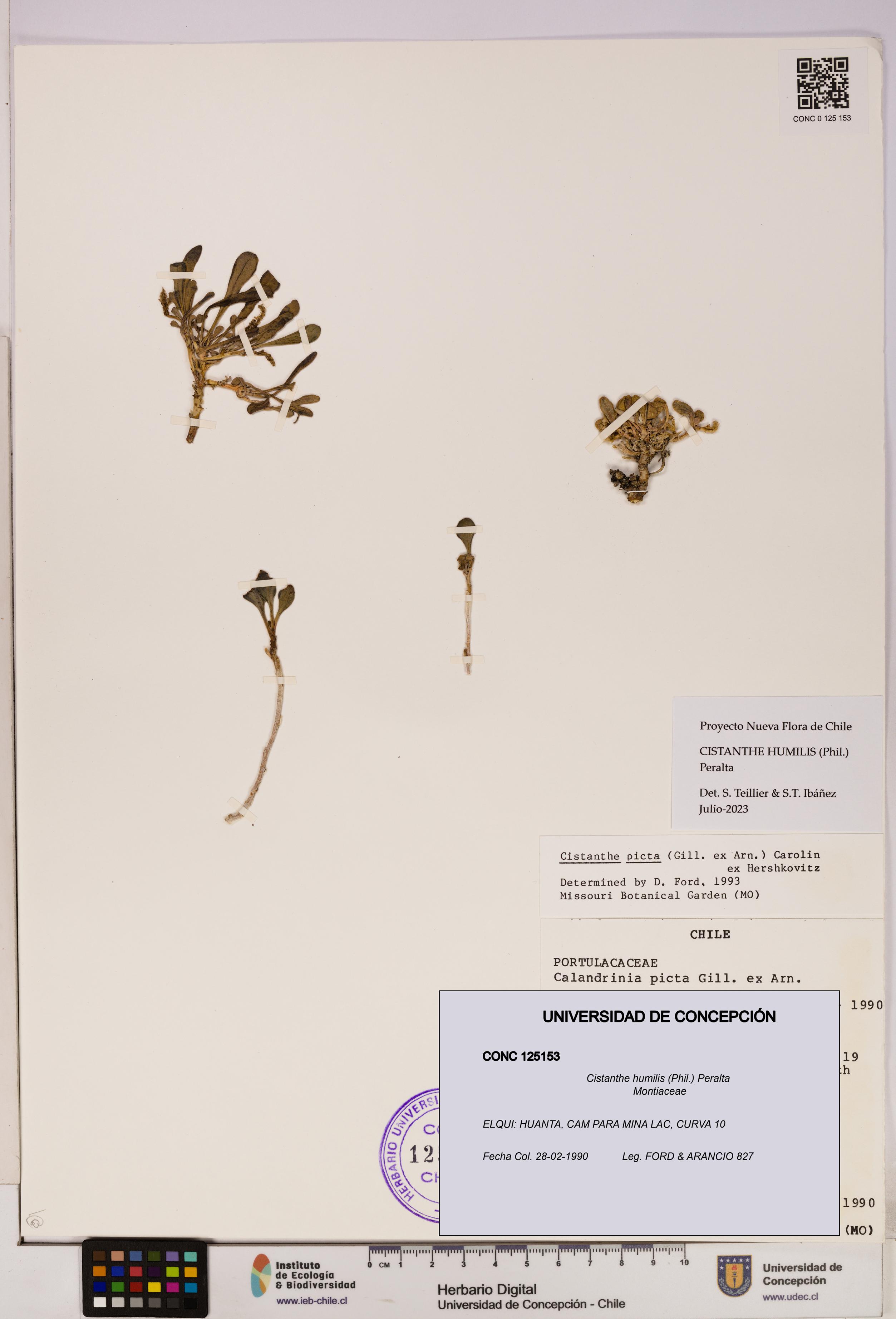 Cistanthe humilis [Espécimen: UDEC:CONC:0125153]