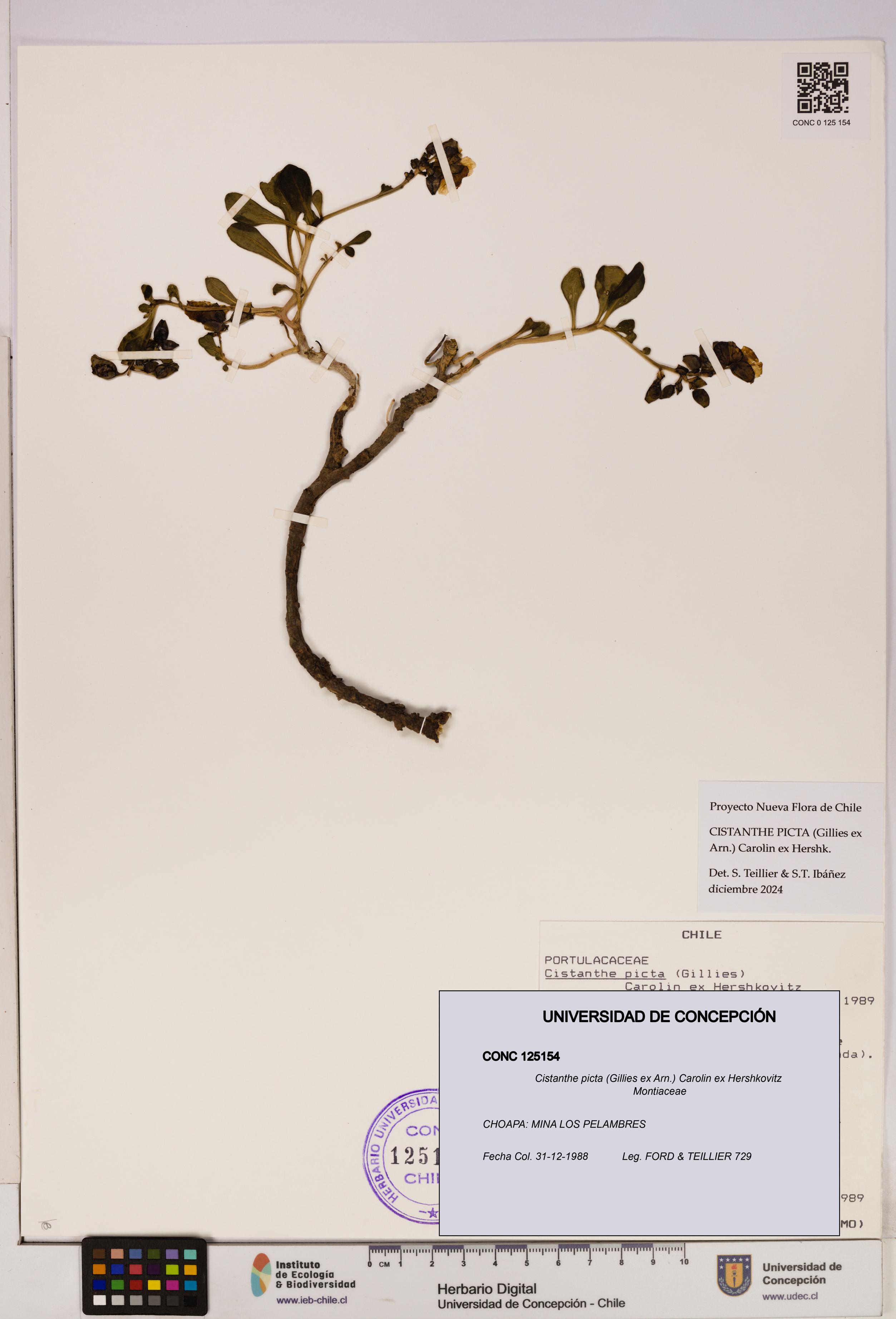 Cistanthe picta [Espécimen: UDEC:CONC:0125154]