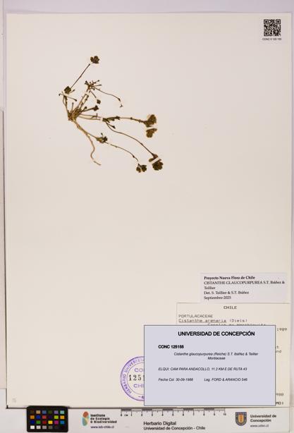 Cistanthe glaucopurpurea [Espécimen: UDEC:CONC:0125155]