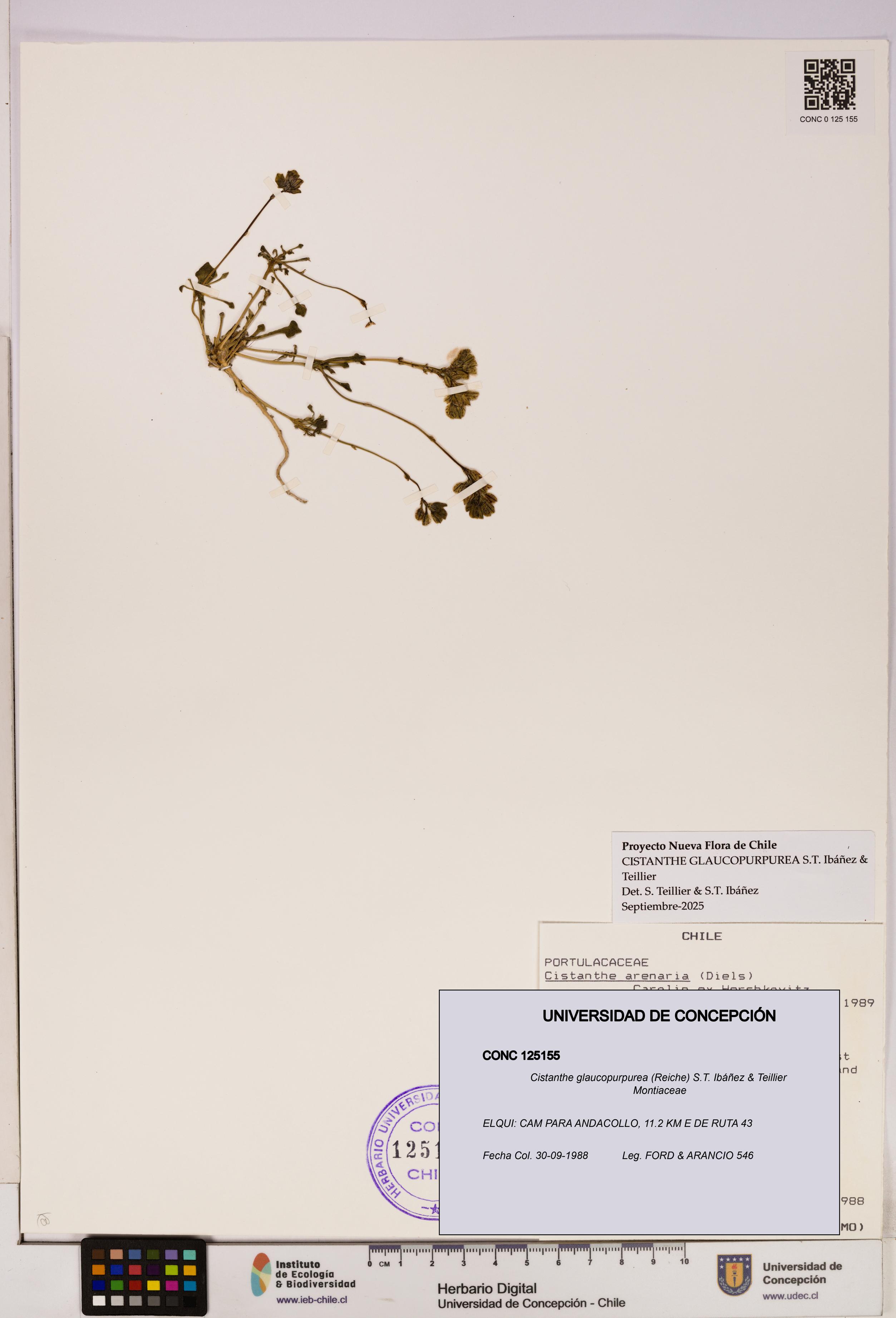 Cistanthe glaucopurpurea [Espécimen: UDEC:CONC:0125155]