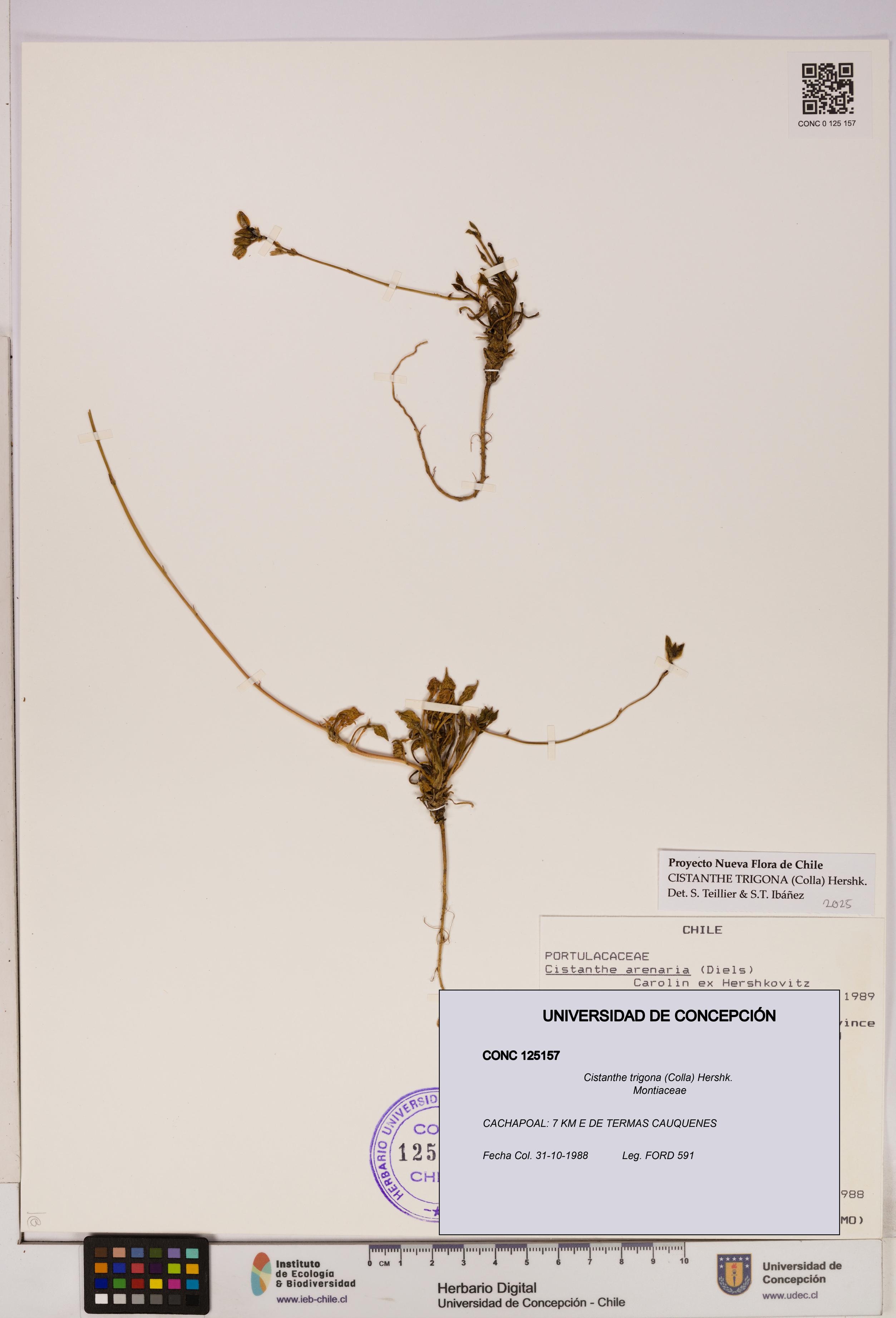 Cistanthe trigona [Espécimen: UDEC:CONC:0125157]
