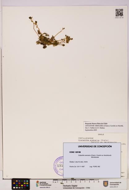 Cistanthe arenaria [Espécimen: UDEC:CONC:0125158]