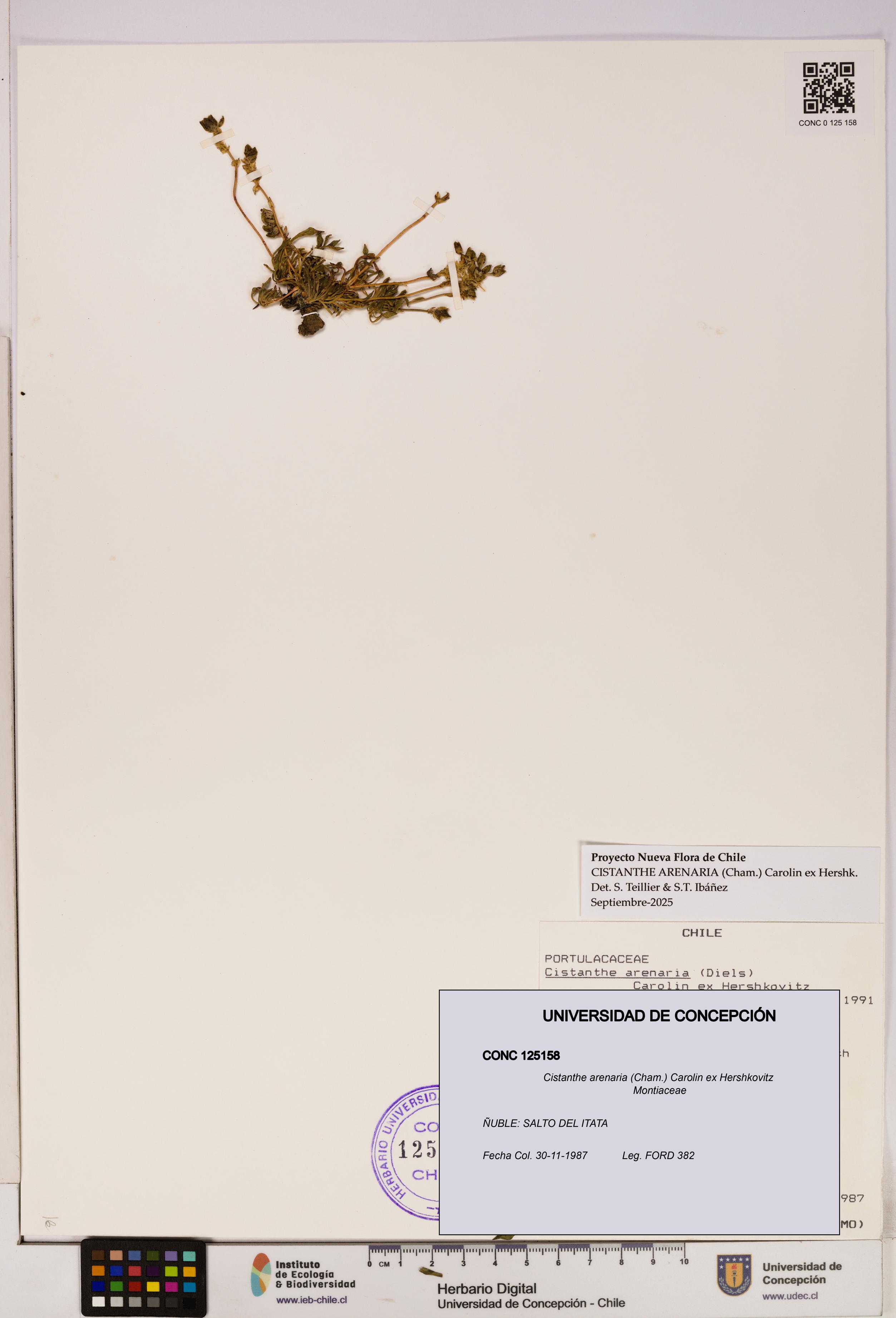 Cistanthe arenaria [Espécimen: UDEC:CONC:0125158]