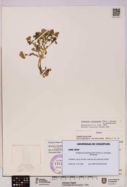 Philippiamra celosioides [Espécimen: ]