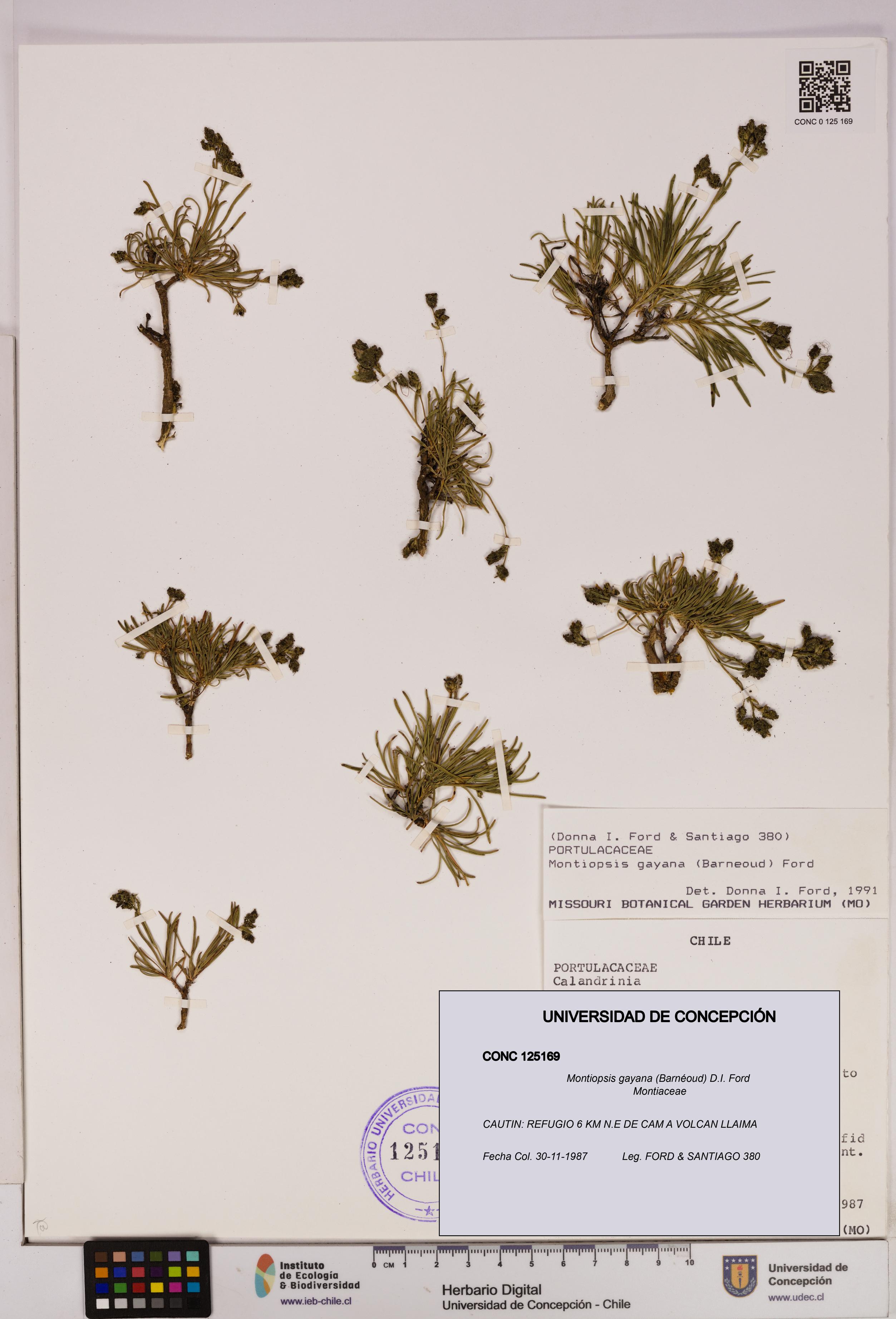 Montiopsis gayana [Espécimen: UDEC:CONC:0125169]