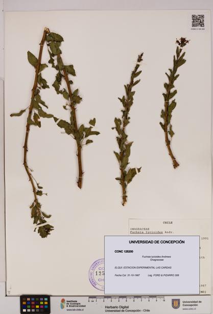 Fuchsia lycioides [Espécimen: UDEC:CONC:0125200]