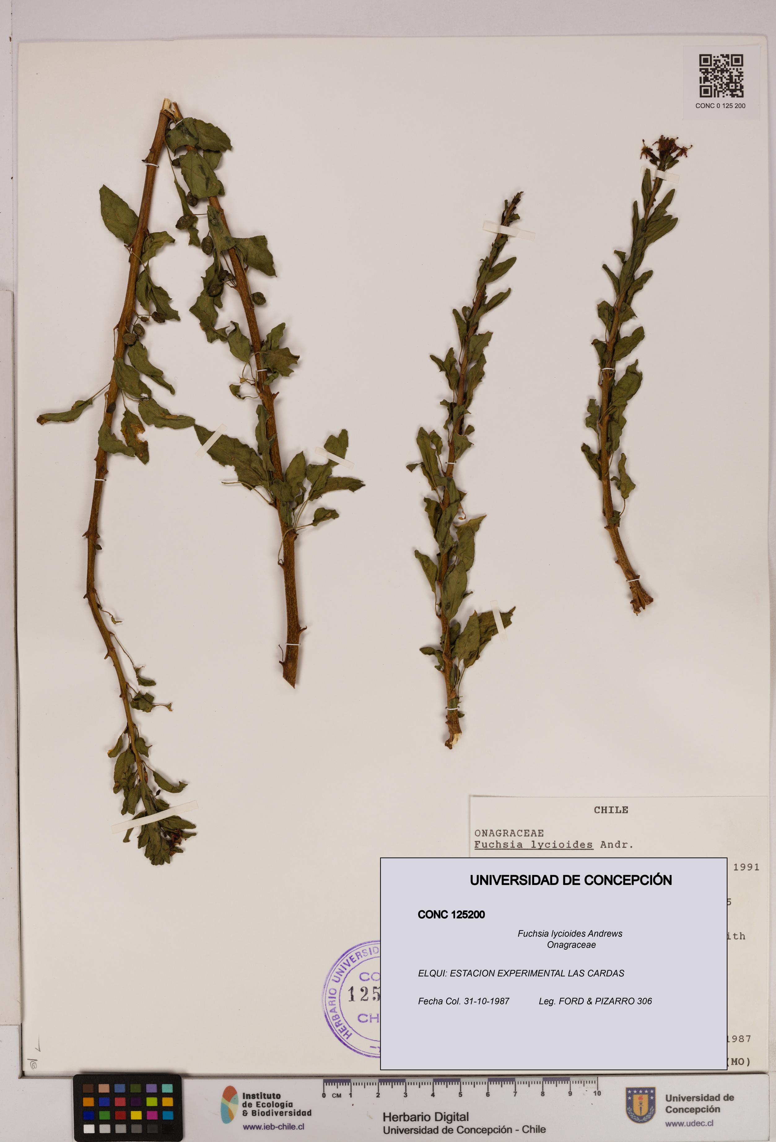 Fuchsia lycioides [Espécimen: UDEC:CONC:0125200]