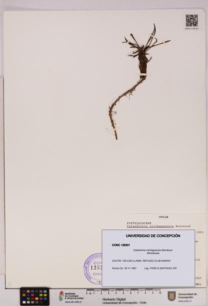 Calandrinia colchaguensis [Espécimen: UDEC:CONC:0125201]
