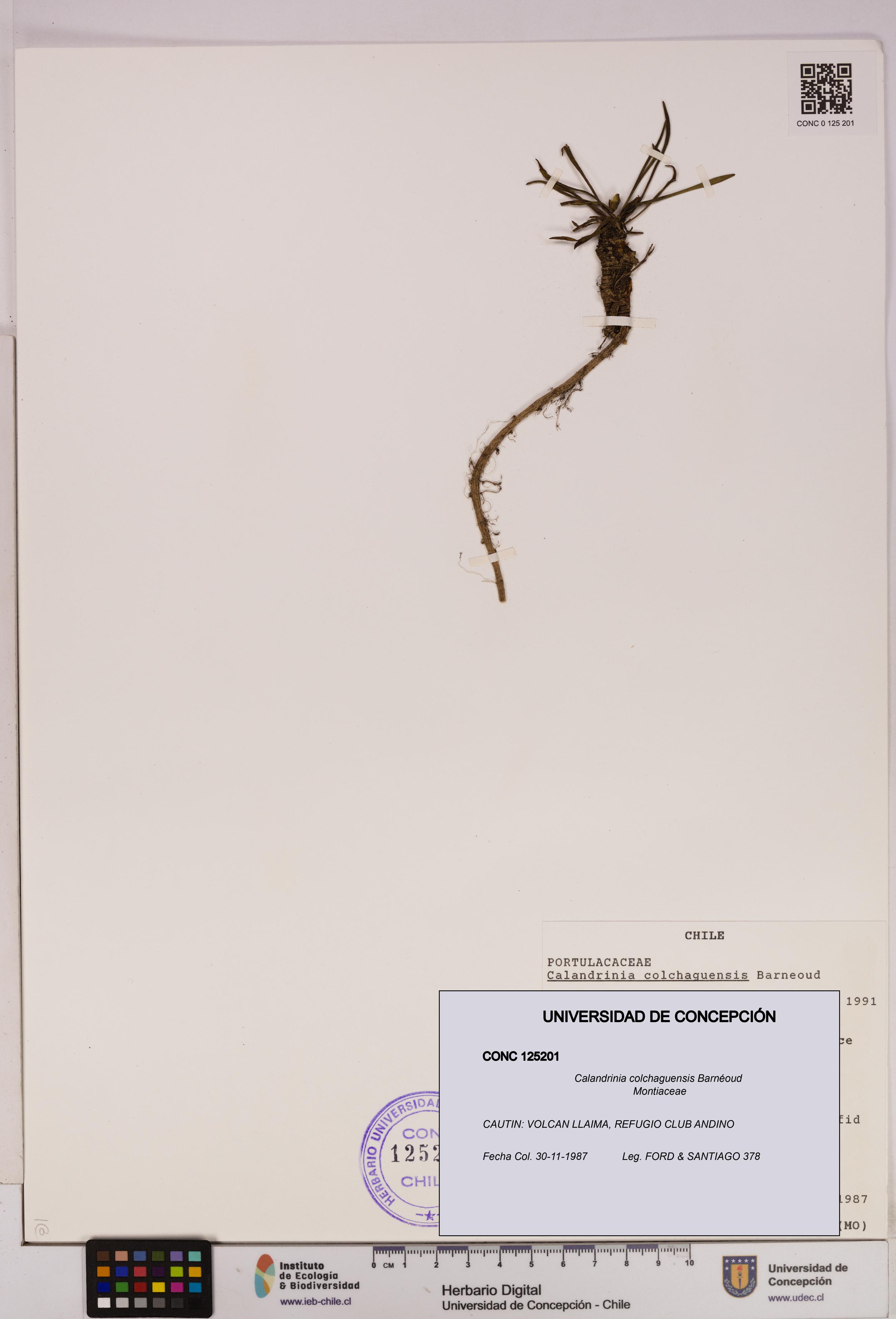 Calandrinia colchaguensis [Espécimen: UDEC:CONC:0125201]