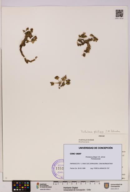 Portulaca philippii [Espécimen: UDEC:CONC:0125207]