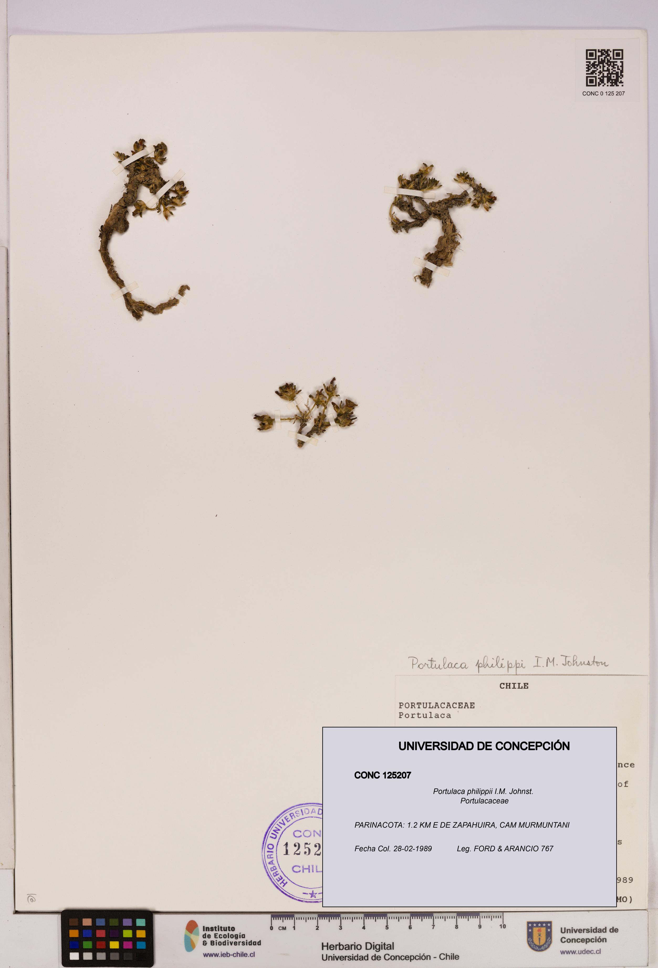 Portulaca philippii [Espécimen: UDEC:CONC:0125207]