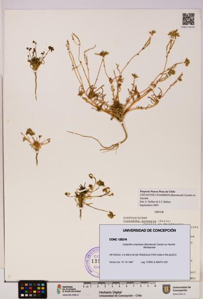 Cistanthe chamissoi [Espécimen: UDEC:CONC:0125216]