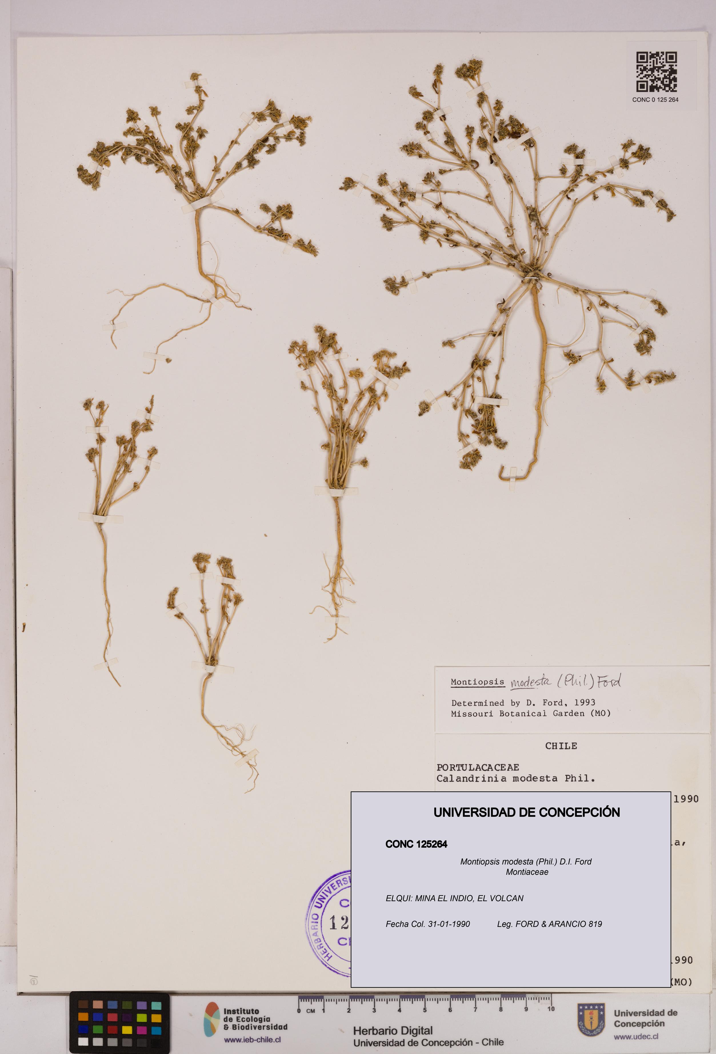 Montiopsis modesta [Espécimen: UDEC:CONC:0125264]