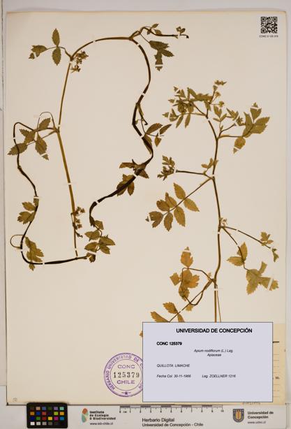 Apium nodiflorum [Espécimen: ]