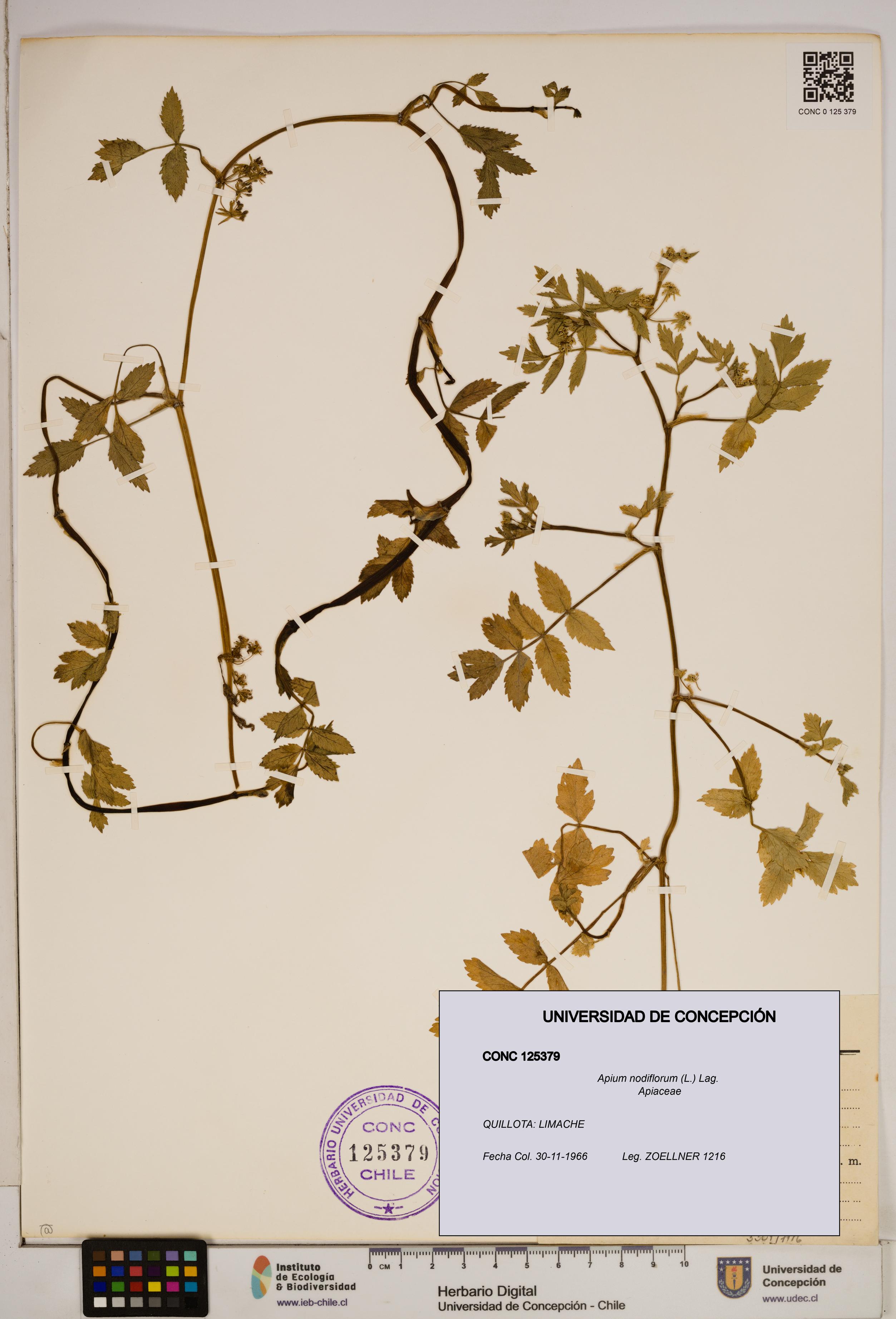 Apium nodiflorum [Espécimen: ]