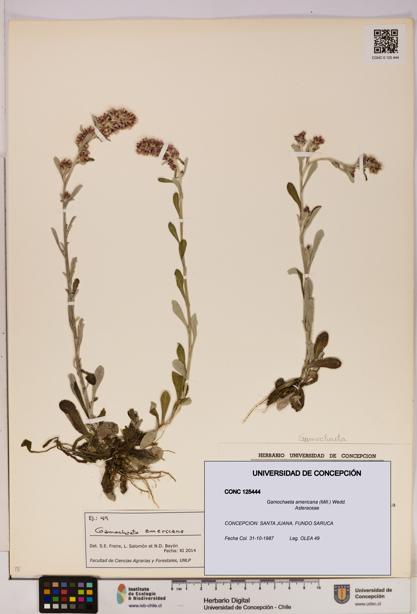 Gamochaeta americana [Espécimen: UDEC:CONC:0125444]