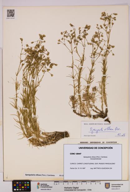 Spergularia villosa [Espécimen: UDEC:CONC:0125447]