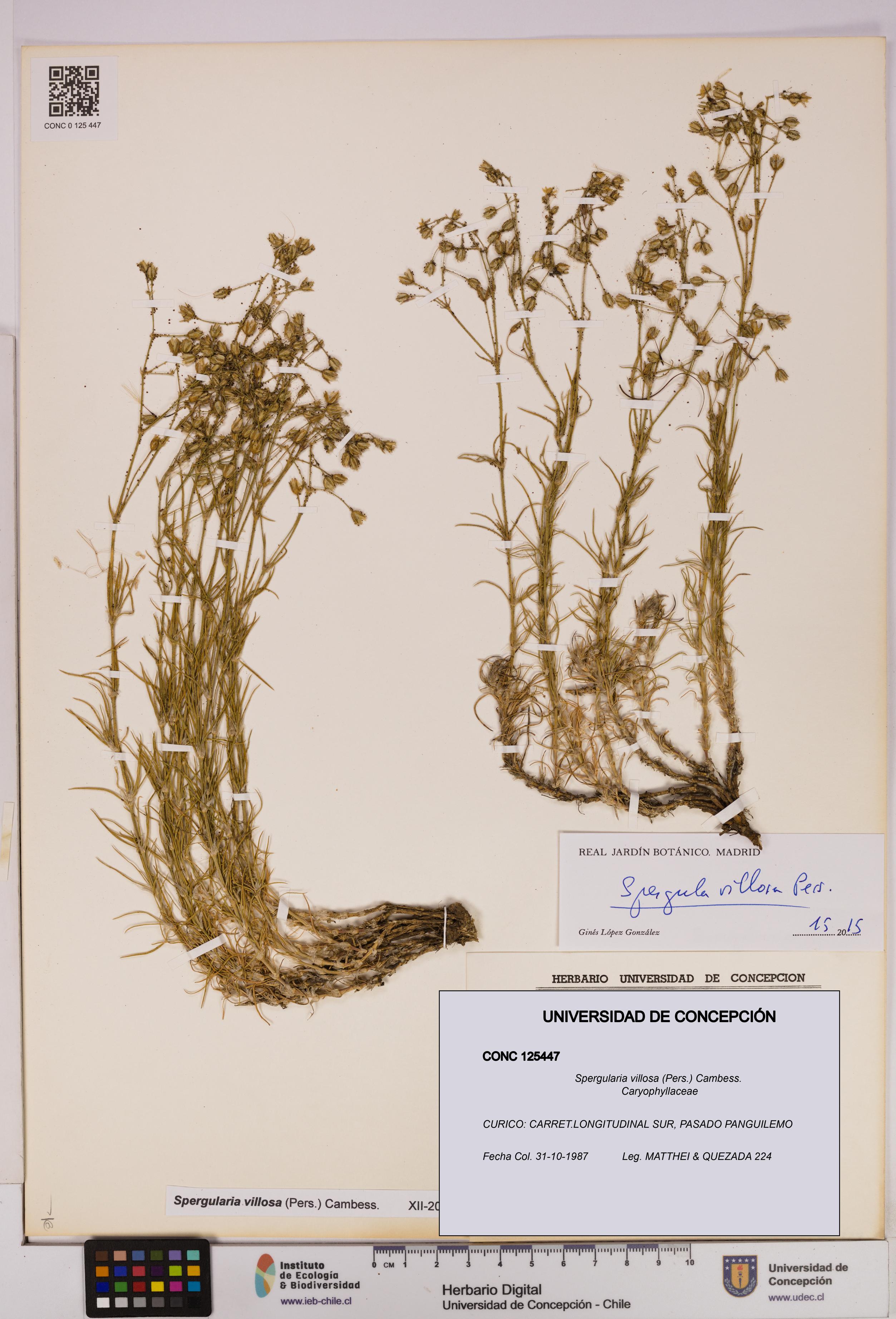 Spergularia villosa [Espécimen: UDEC:CONC:0125447]