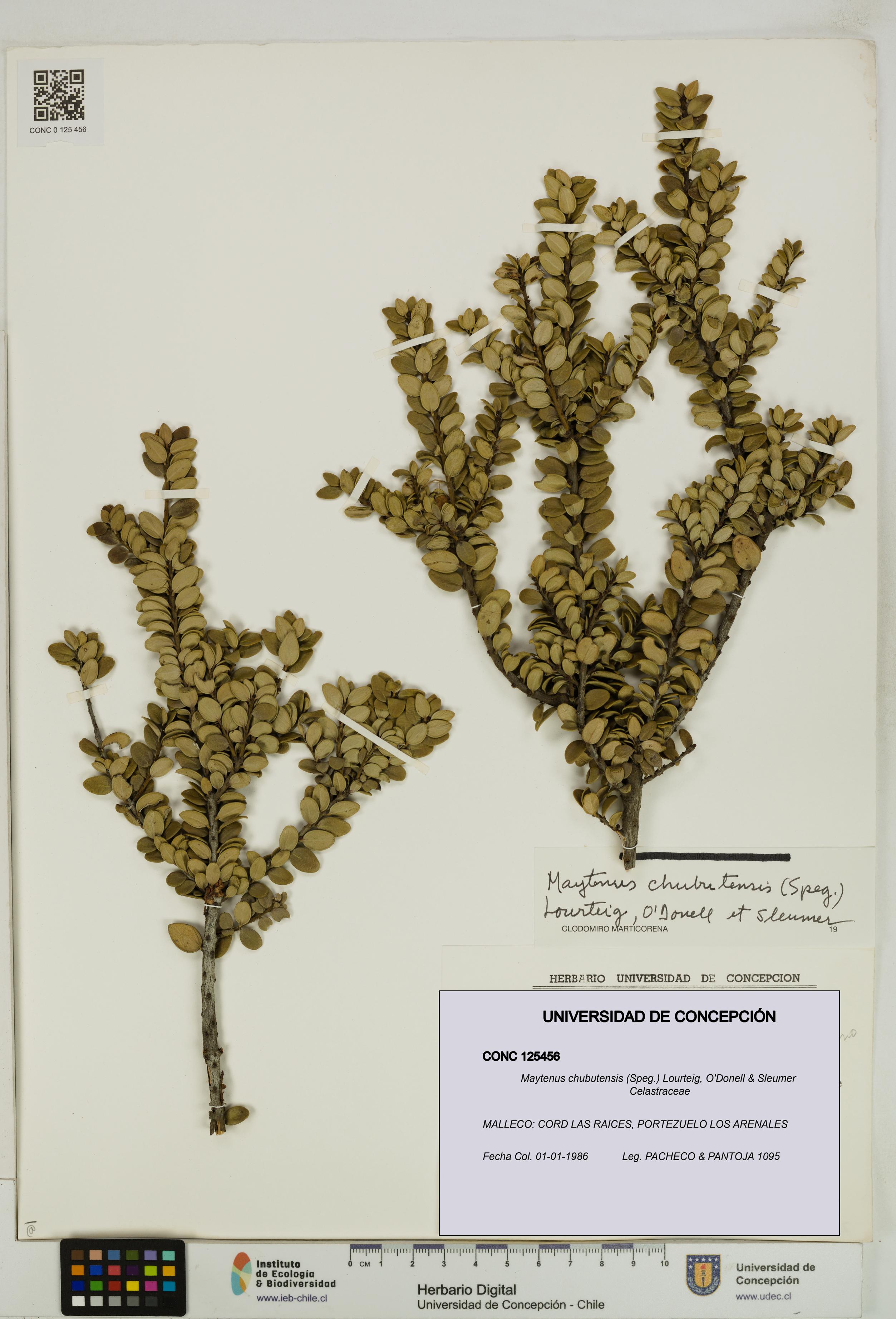 Maytenus chubutensis [Espécimen: UDEC:CONC:0125456]