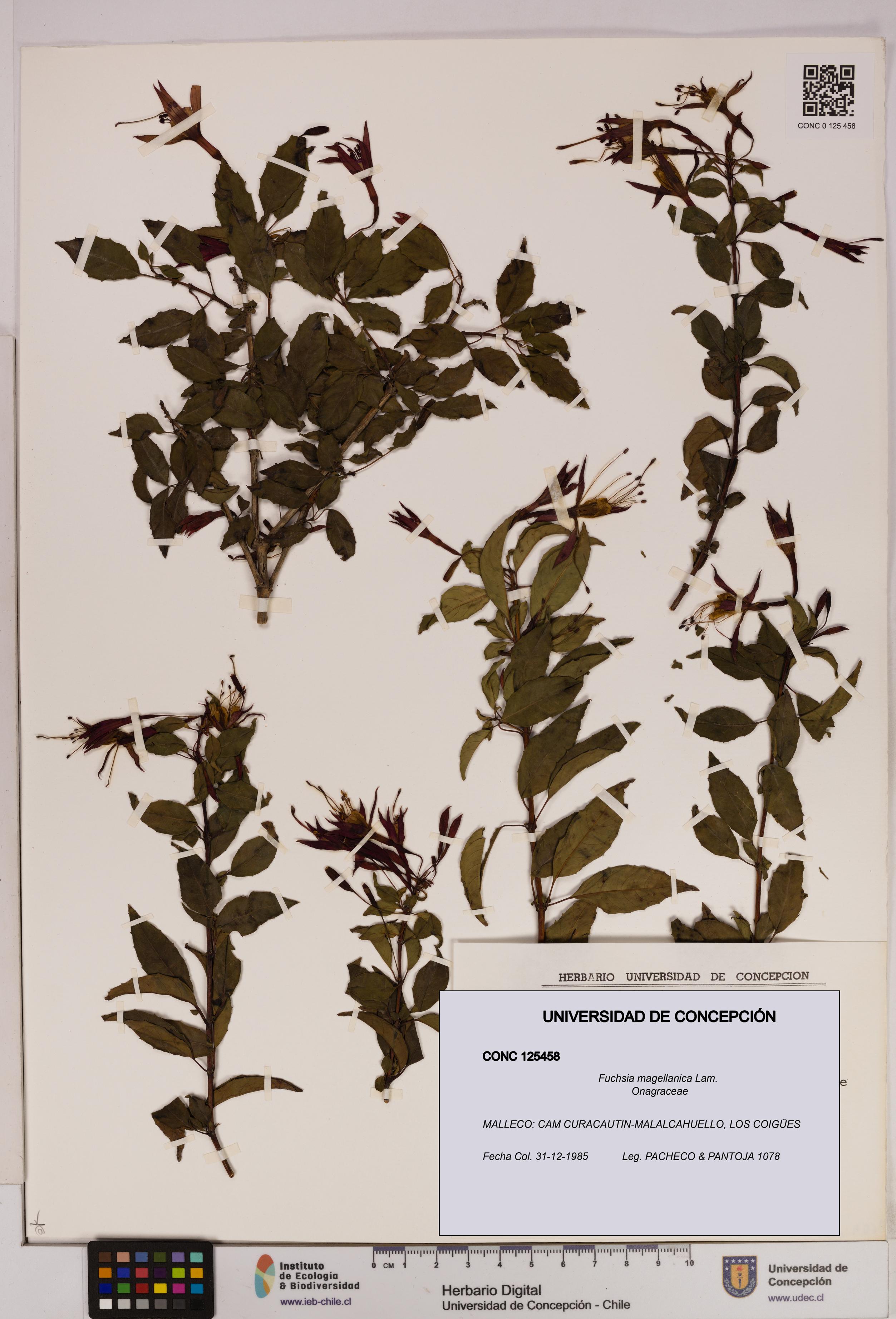 Fuchsia magellanica [Espécimen: UDEC:CONC:0125458]