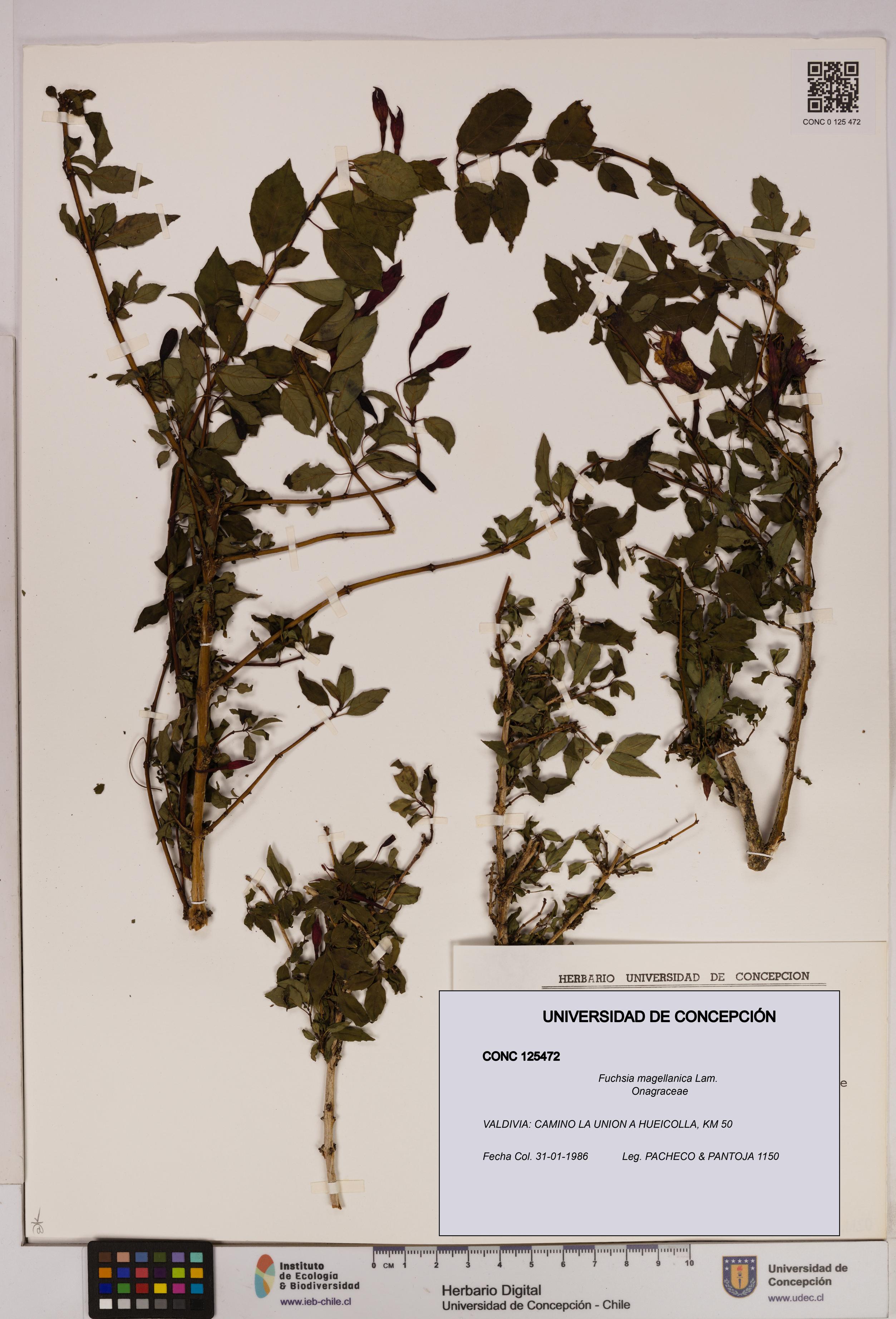 Fuchsia magellanica [Espécimen: UDEC:CONC:0125472]