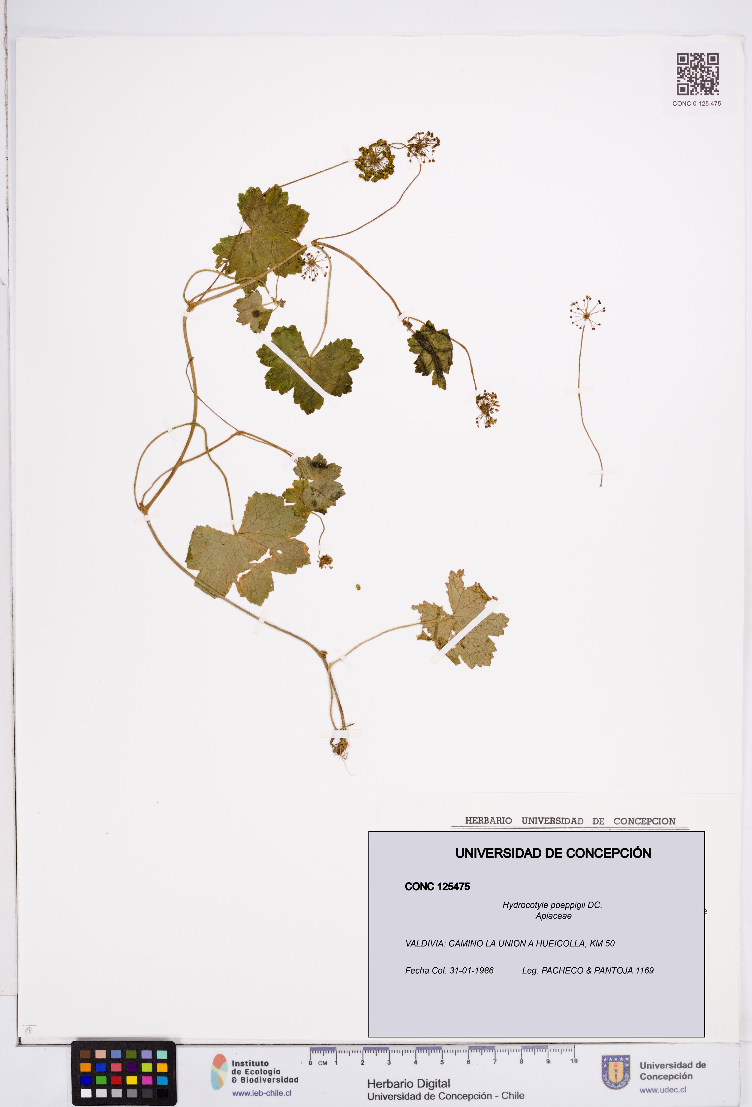 Hydrocotyle poeppigii [Espécimen: ]
