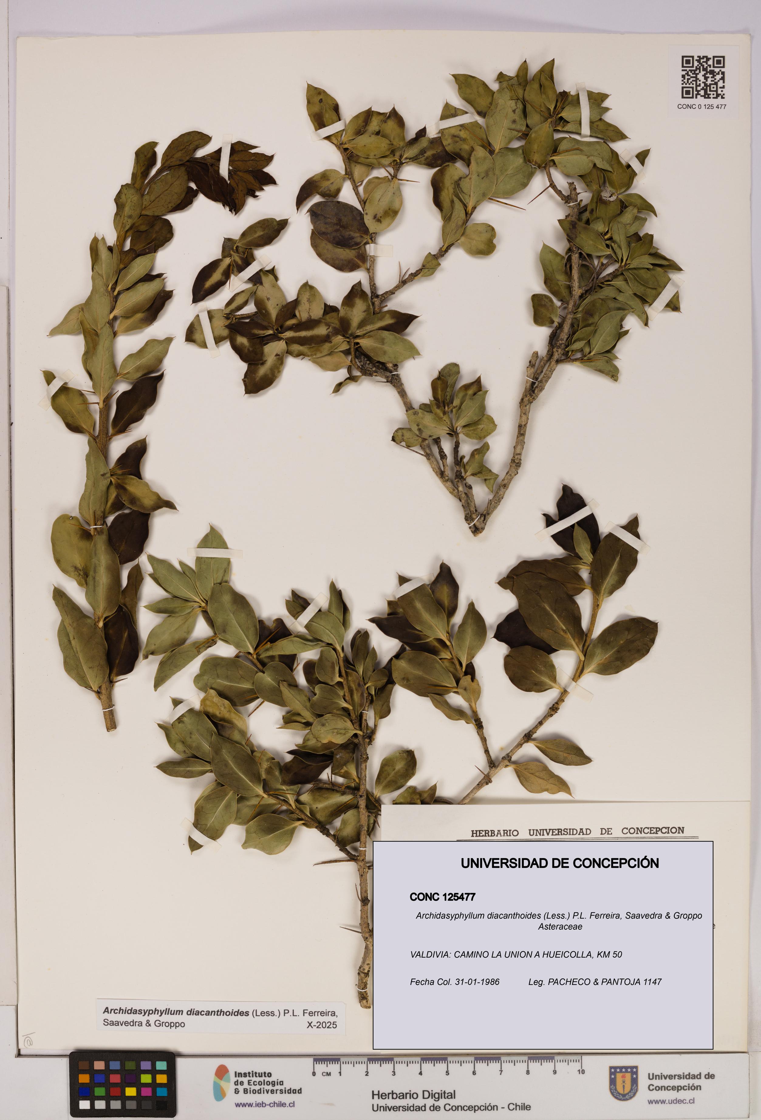 Archidasyphyllum diacanthoides [Espécimen: UDEC:CONC:0125477]