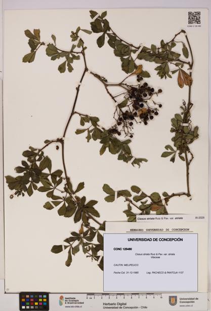 Cissus striata var. striata [Espécimen: UDEC:CONC:0125480]