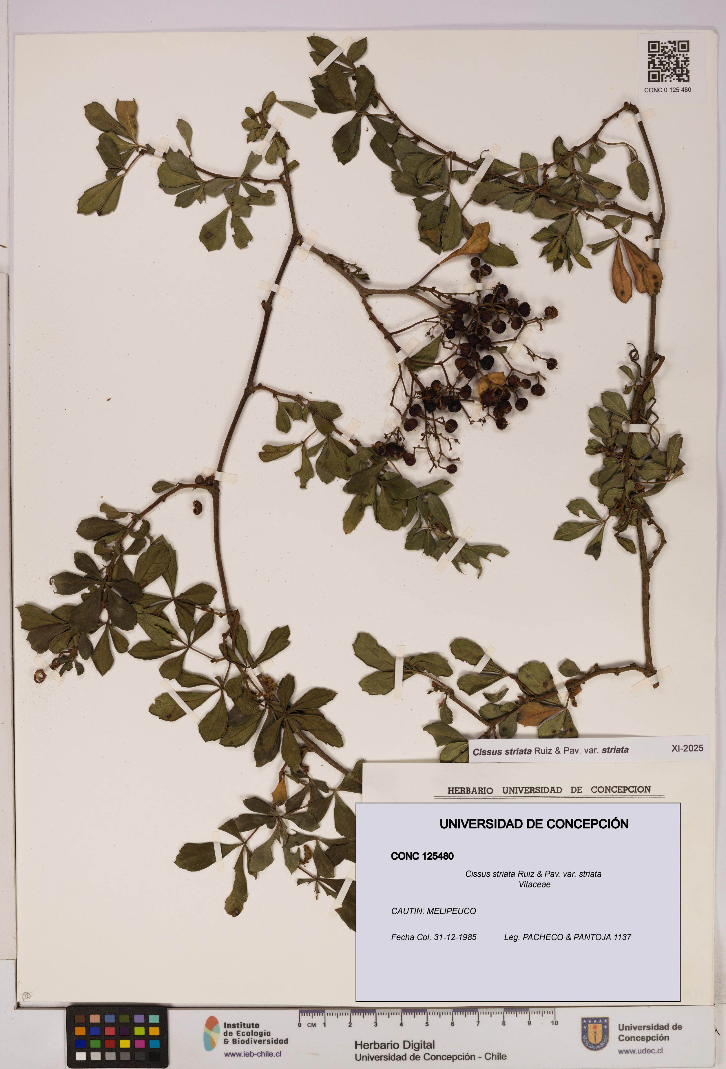 Cissus striata var. striata [Espécimen: UDEC:CONC:0125480]