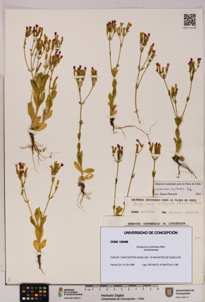 Centaurium erythraea [Espécimen: UDEC:CONC:0125485]