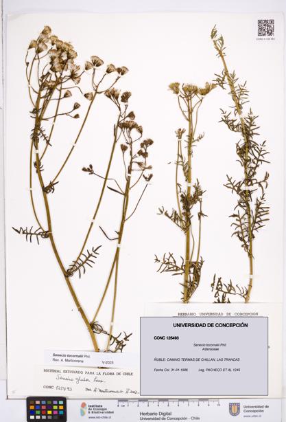 Senecio tocornalii [Espécimen: ]