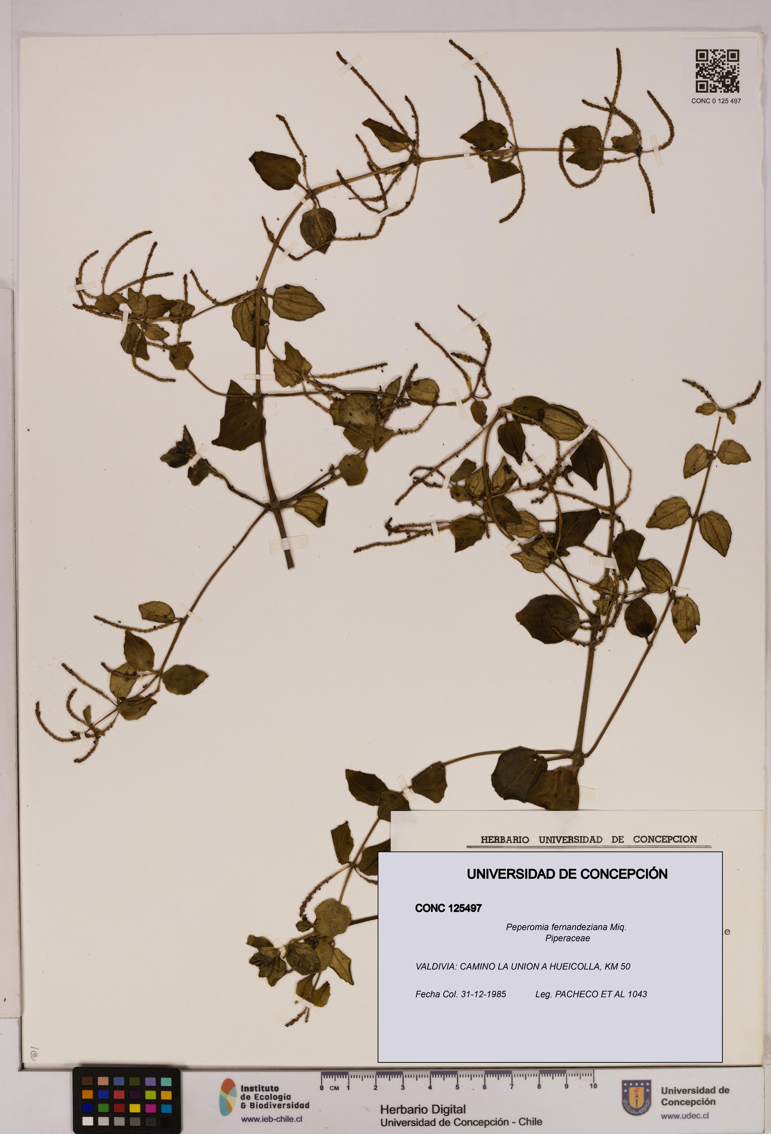 Peperomia fernandeziana [Espécimen: UDEC:CONC:0125497]