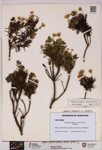 Chiliotrichum diffusum [Espécimen: UDEC:CONC:0125499]