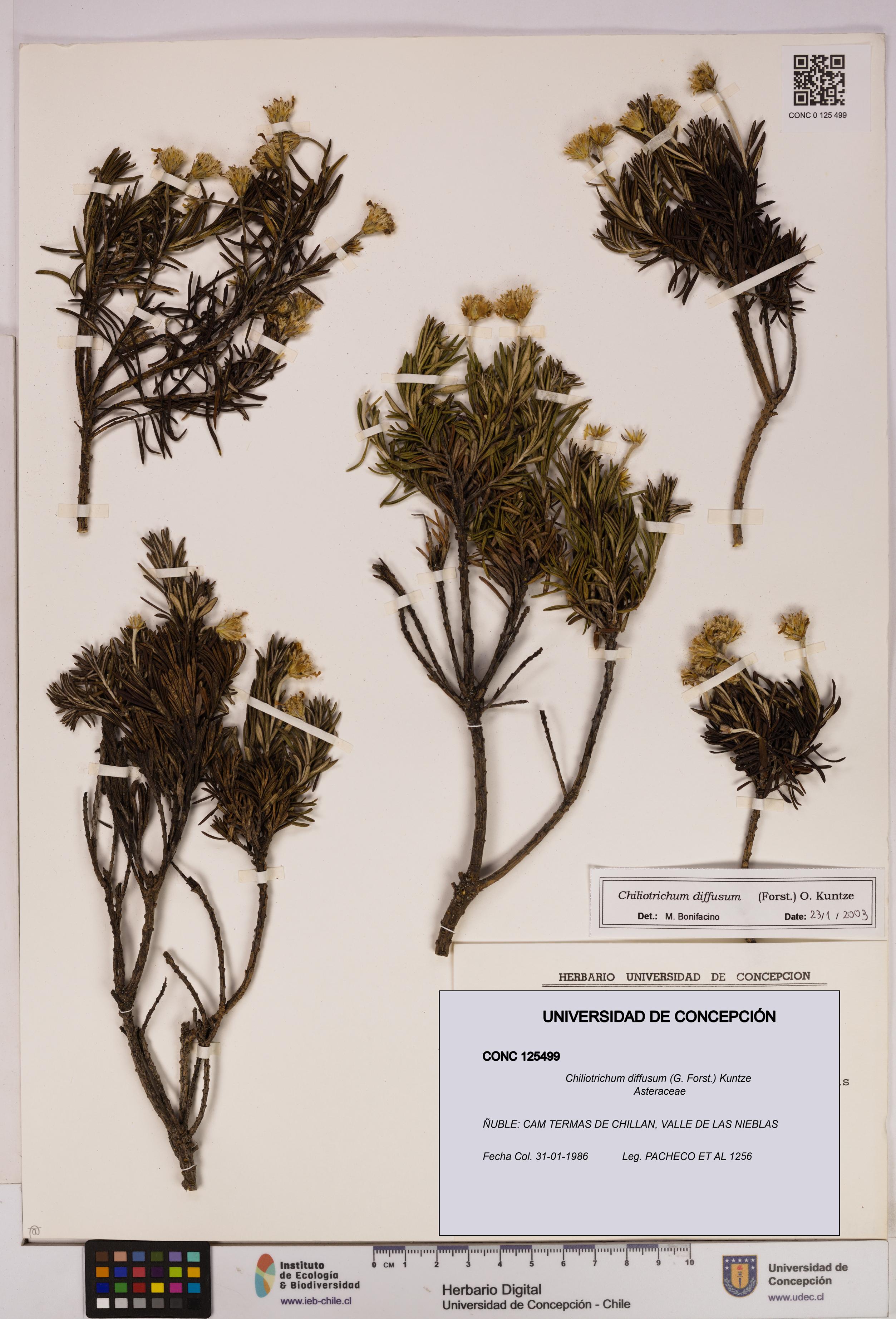 Chiliotrichum diffusum [Espécimen: UDEC:CONC:0125499]