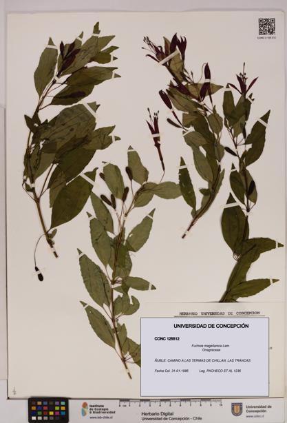 Fuchsia magellanica [Espécimen: UDEC:CONC:0125512]