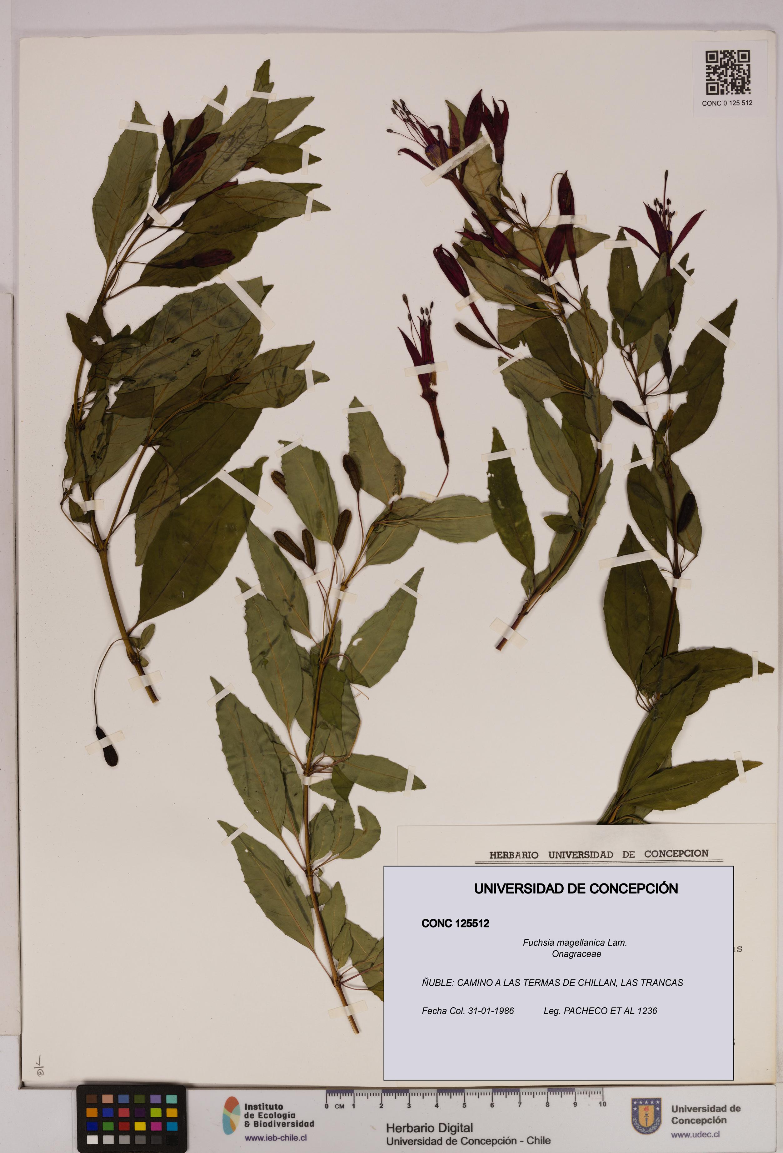 Fuchsia magellanica [Espécimen: UDEC:CONC:0125512]