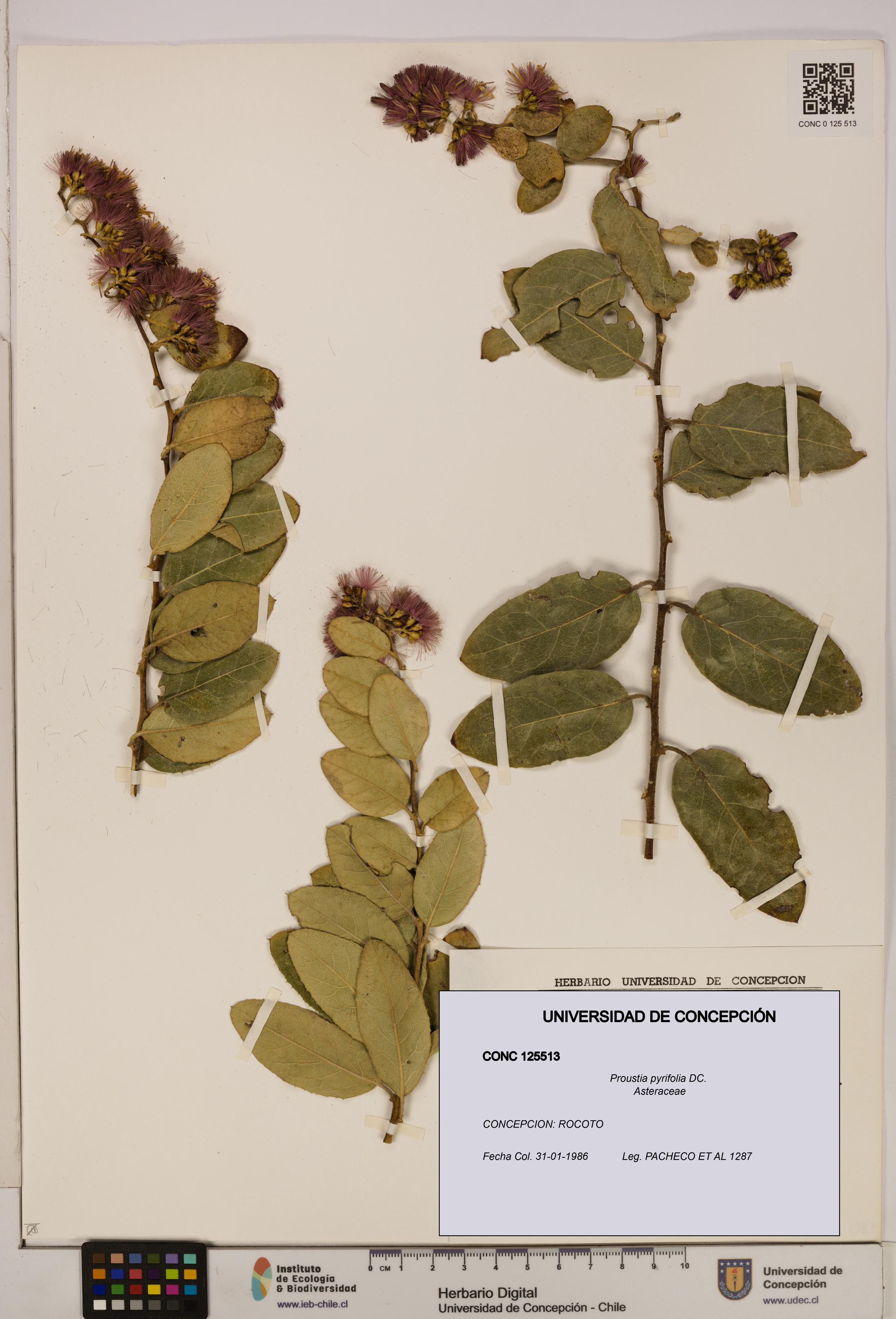 Proustia pyrifolia [Espécimen: UDEC:CONC:0125513]