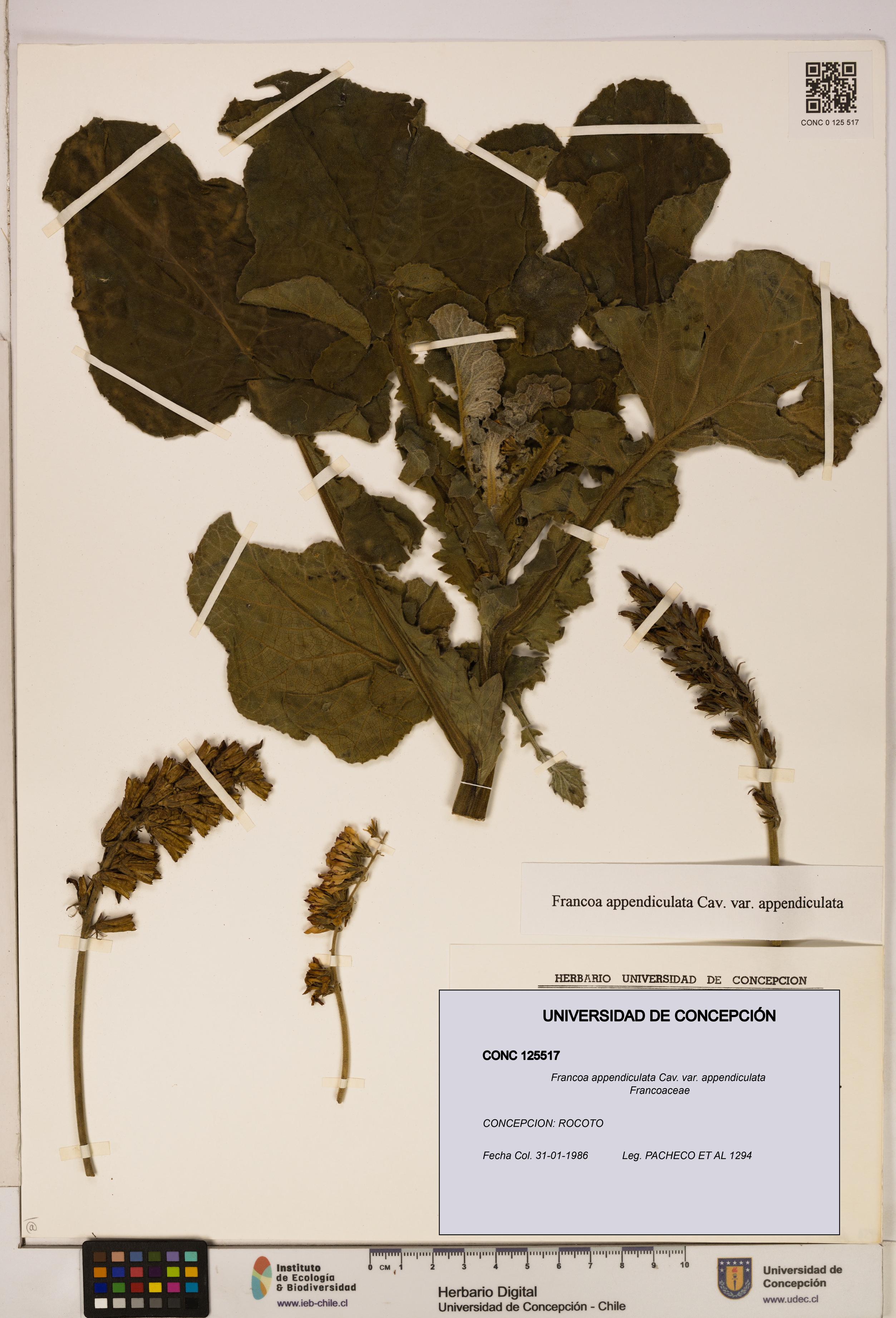 Francoa appendiculata [Espécimen: ]