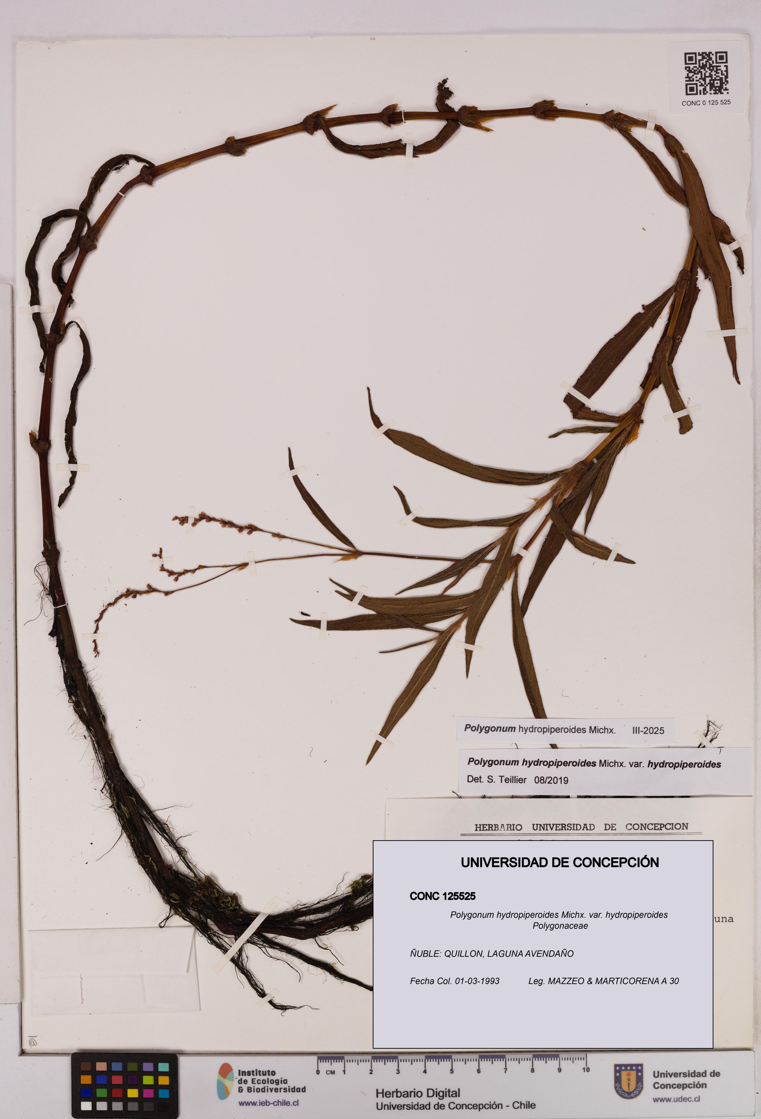 Polygonum hydropiperoides var. hydropiperoides [Espécimen: UDEC:CONC:0125525]