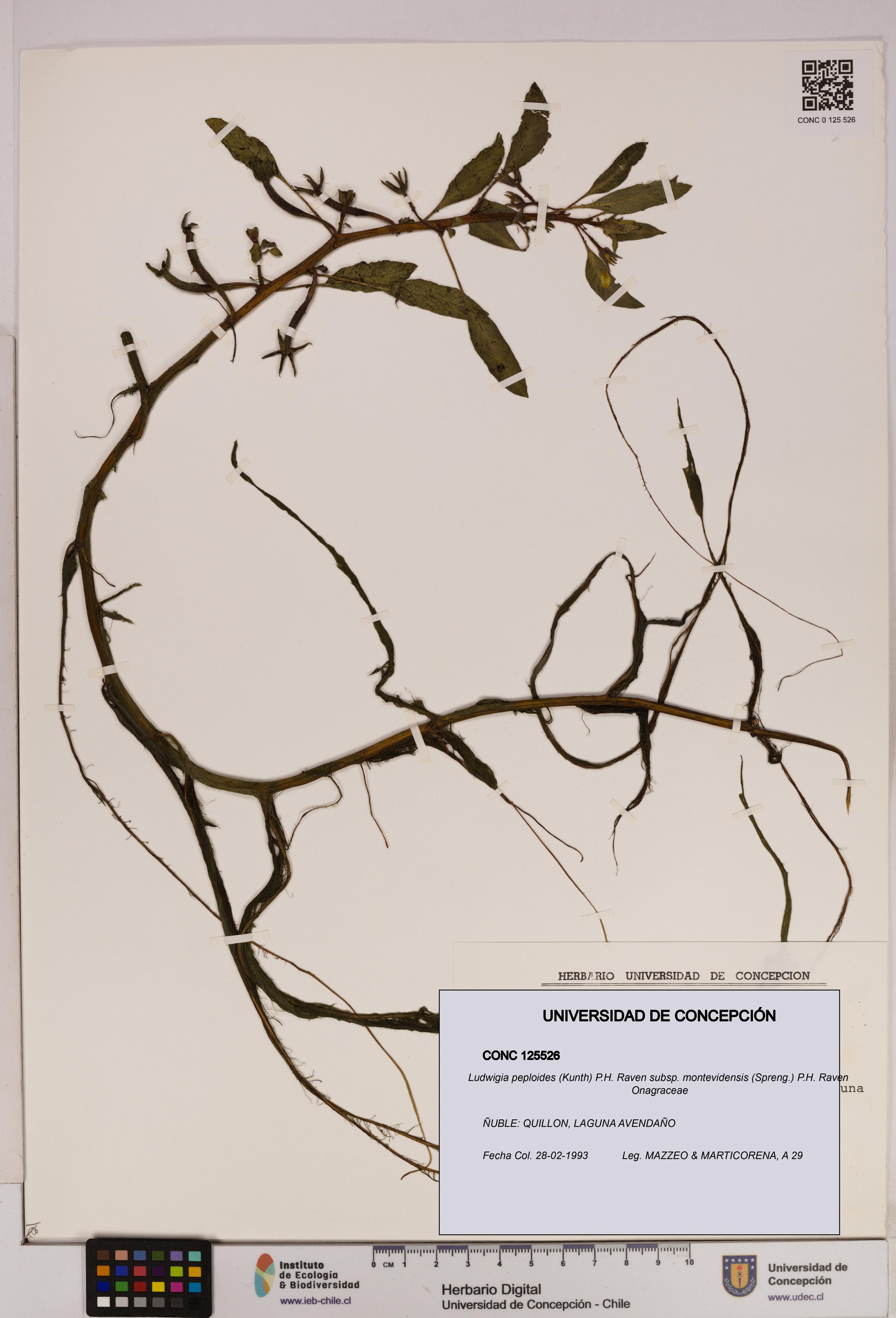 Ludwigia peploides [Espécimen: UDEC:CONC:0125526]