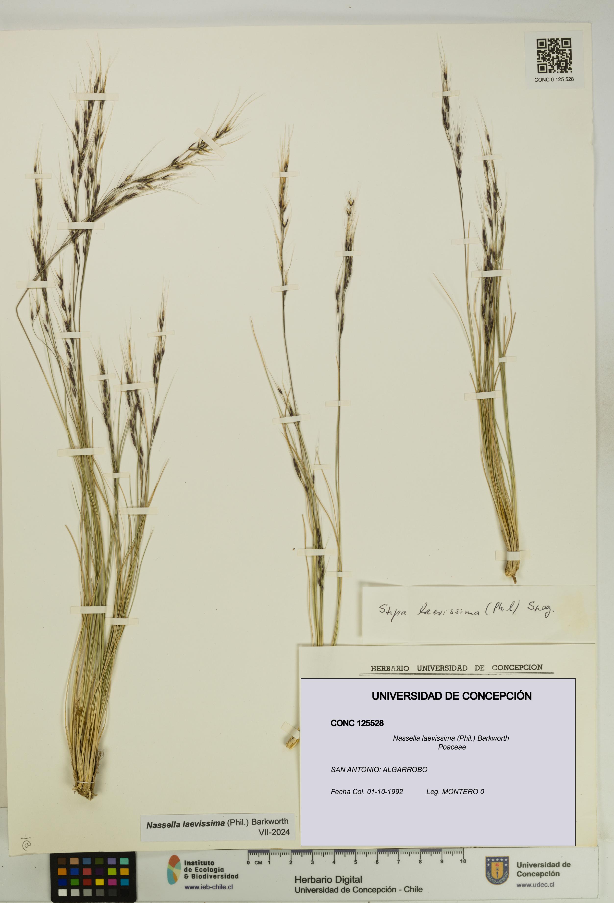 Nassella laevissima [Espécimen: UDEC:CONC:0125528]