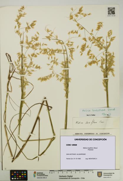 Melica longiflora [Espécimen: UDEC:CONC:0125529]