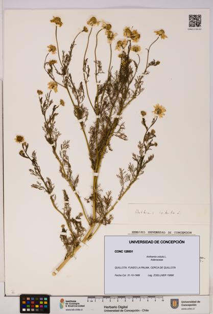 Anthemis cotula [Espécimen: UDEC:CONC:0125531]
