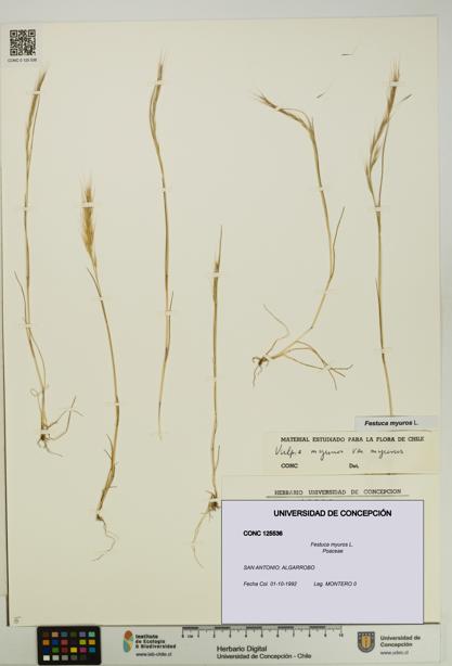 Festuca myuros [Espécimen: UDEC:CONC:0125536]