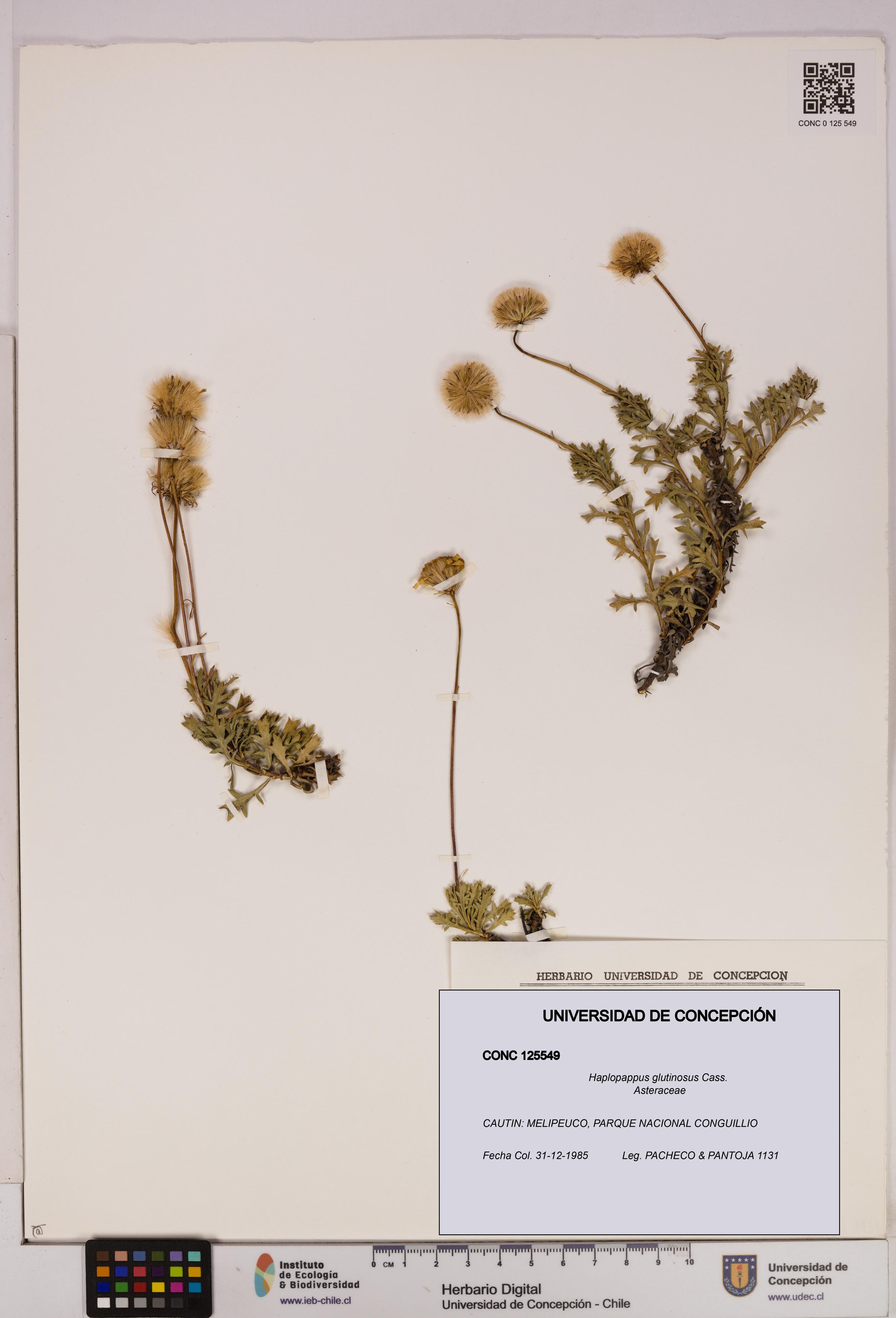 Haplopappus glutinosus [Espécimen: UDEC:CONC:0125549]