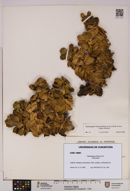 Haplopappus foliosus [Espécimen: UDEC:CONC:0125551]