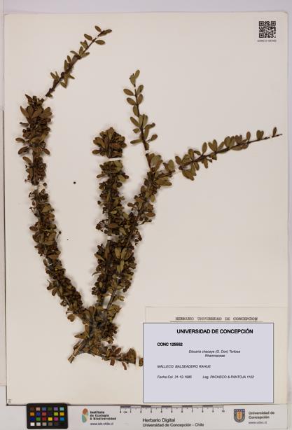 Discaria chacaye [Espécimen: UDEC:CONC:0125552]